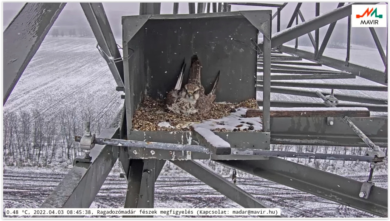 Screen Shot 04-03-22 at 08.46 AM