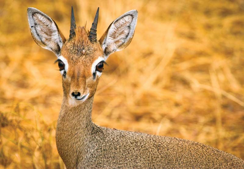 Kirk-dik-dik.jpg
