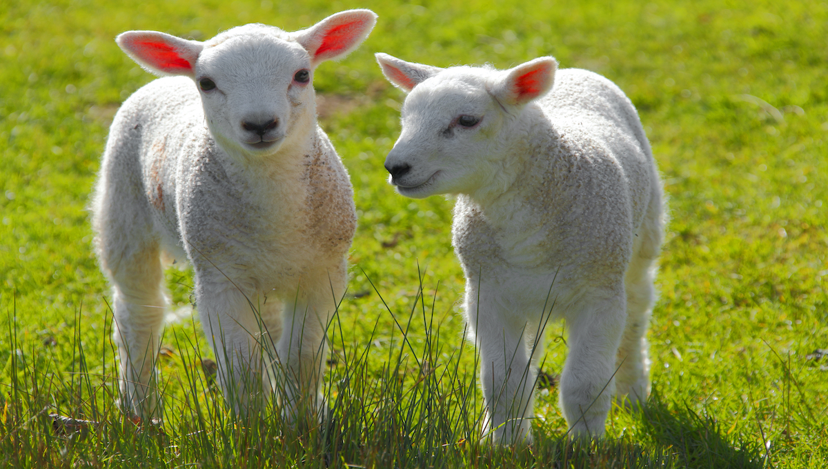 springlambs1200x680
