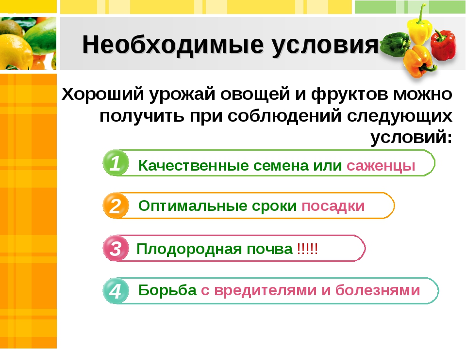 Продукты контрольного списка как отличить свежую редиску от разложившейся