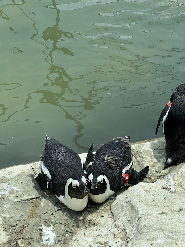 госпиталь пингвинов