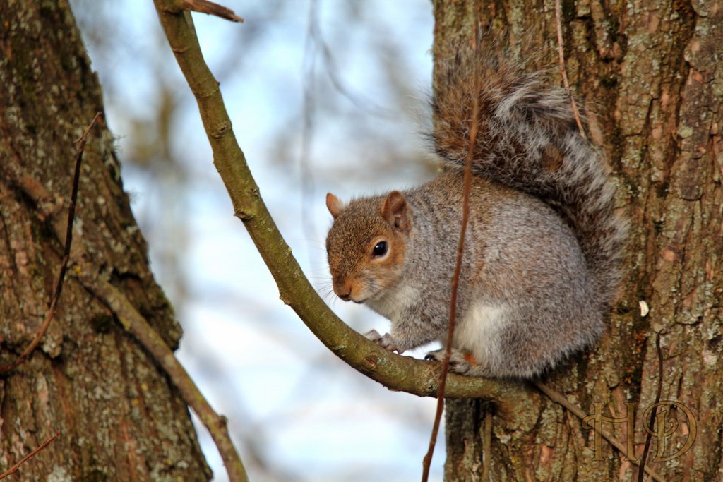 squirrel-jan2020-HD.jpg