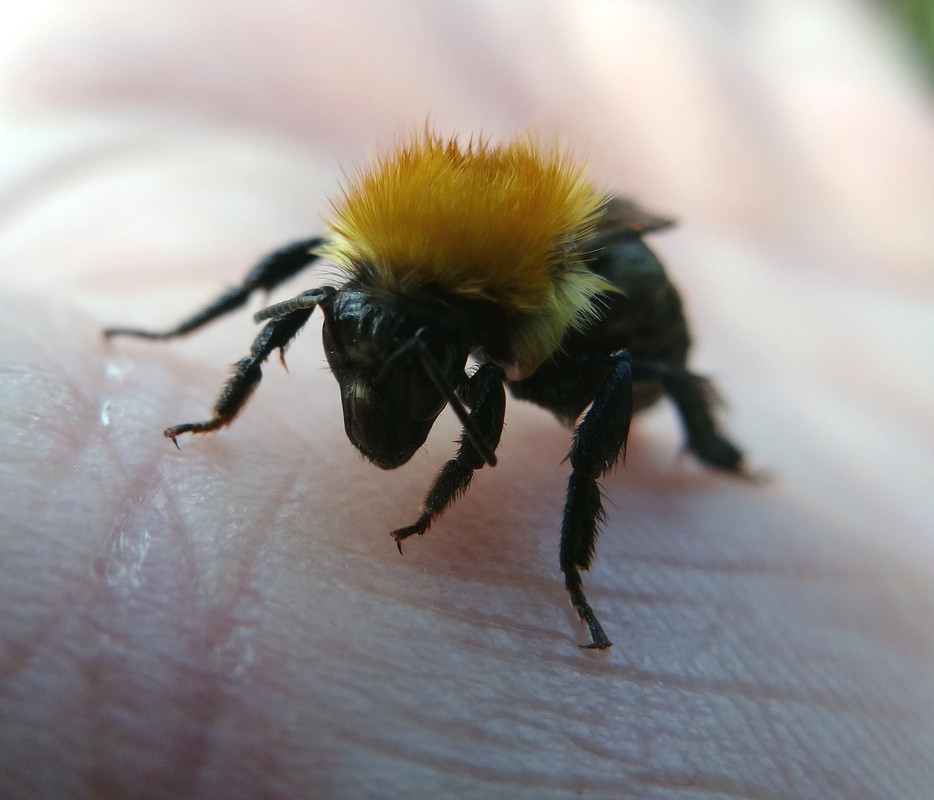 WET BEE 6 050824
