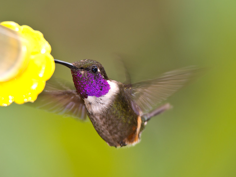 purple-bird.jpg