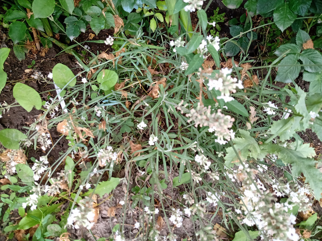 IMG_20210712_175515184