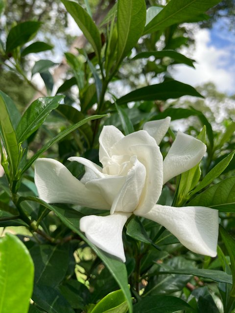 [Image: Gardenia.jpg]
