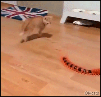 Funny-Cat-GIF-Kitten-jumping-and-bouncing-like-crazy-playing-with-its-new-centipede-toy.gif