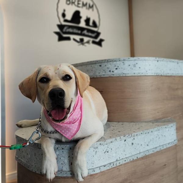 Cão atendido no Banho Prime — foto 6