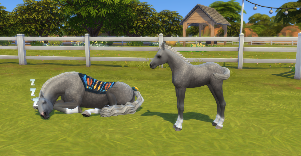 newest-foal-sunshine.png