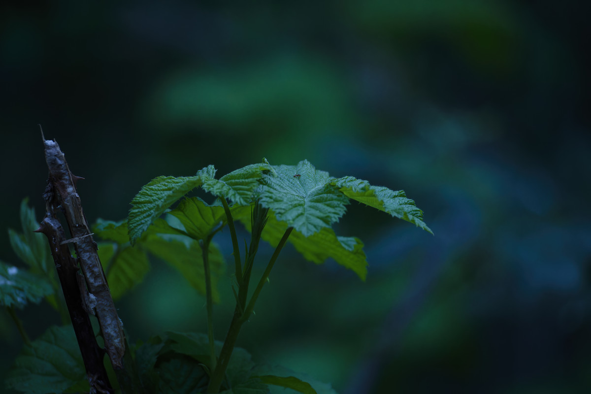 _D9A1767_DxO-DeNoiseAI-standard