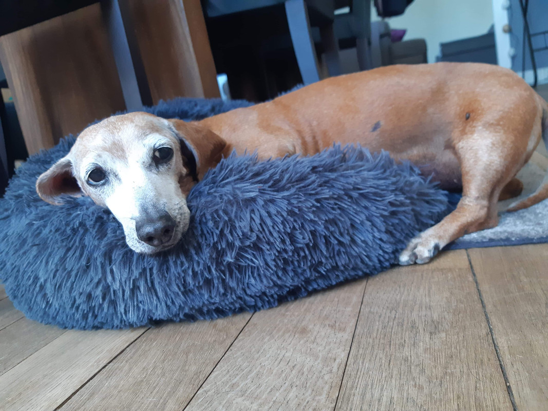 [Image: F5772065-C587-4-C9-E-83-B9-DD36-F77-A66-C4.jpg]