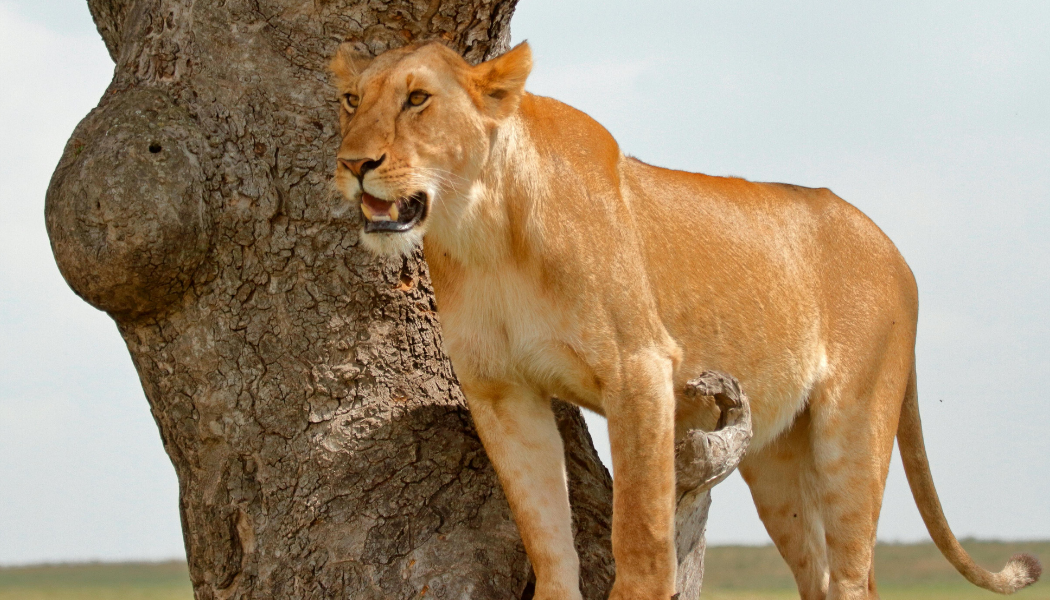 Maasai Mara game drive adventure in Kenya