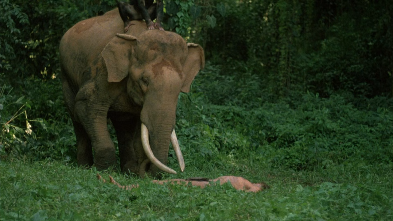 Tarzan The Ape Man 1981 WEBRip SDR 10Bit 1080p DDP5.1 HEVC-3Li.mkv_snapshot_01.03.42.360