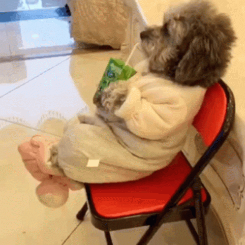 perritos-sarai.gif