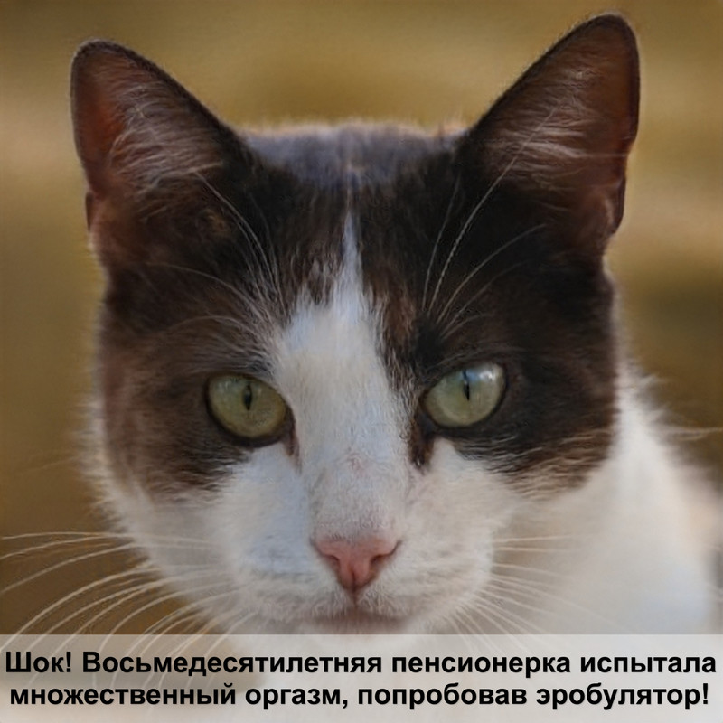 пепельный окрас кошки