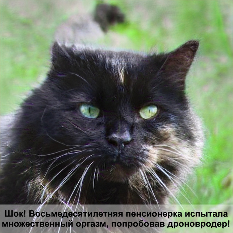 породы кошек черной окраски