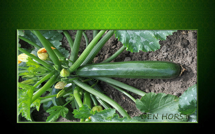 COURGETTEBOOTJE-GEVULD-MET-KAAS