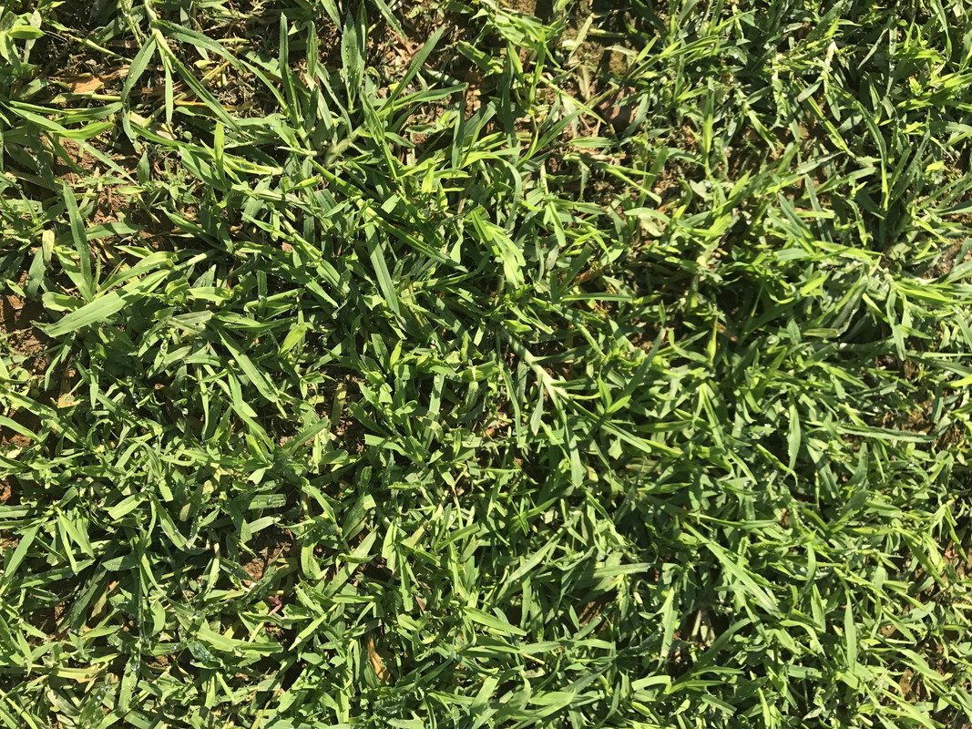 crabgrass 2 zoom
