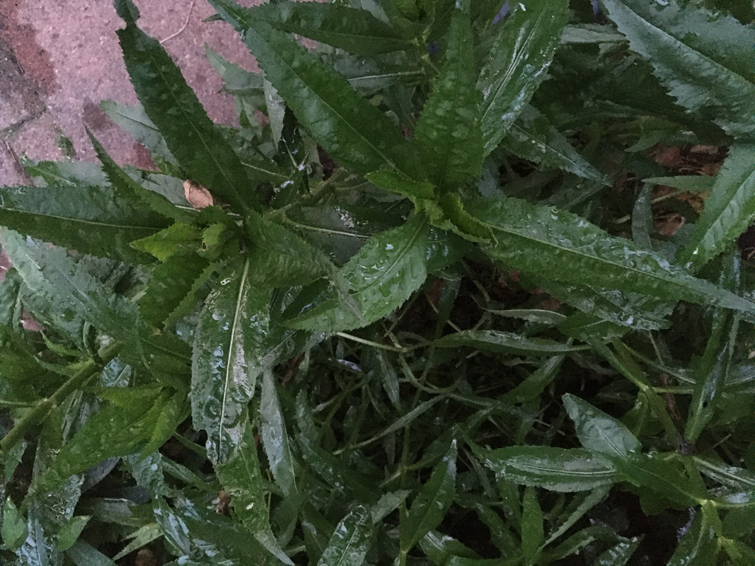 E487D387-8B75-44BF-AC9E-372A3AA3A5CD