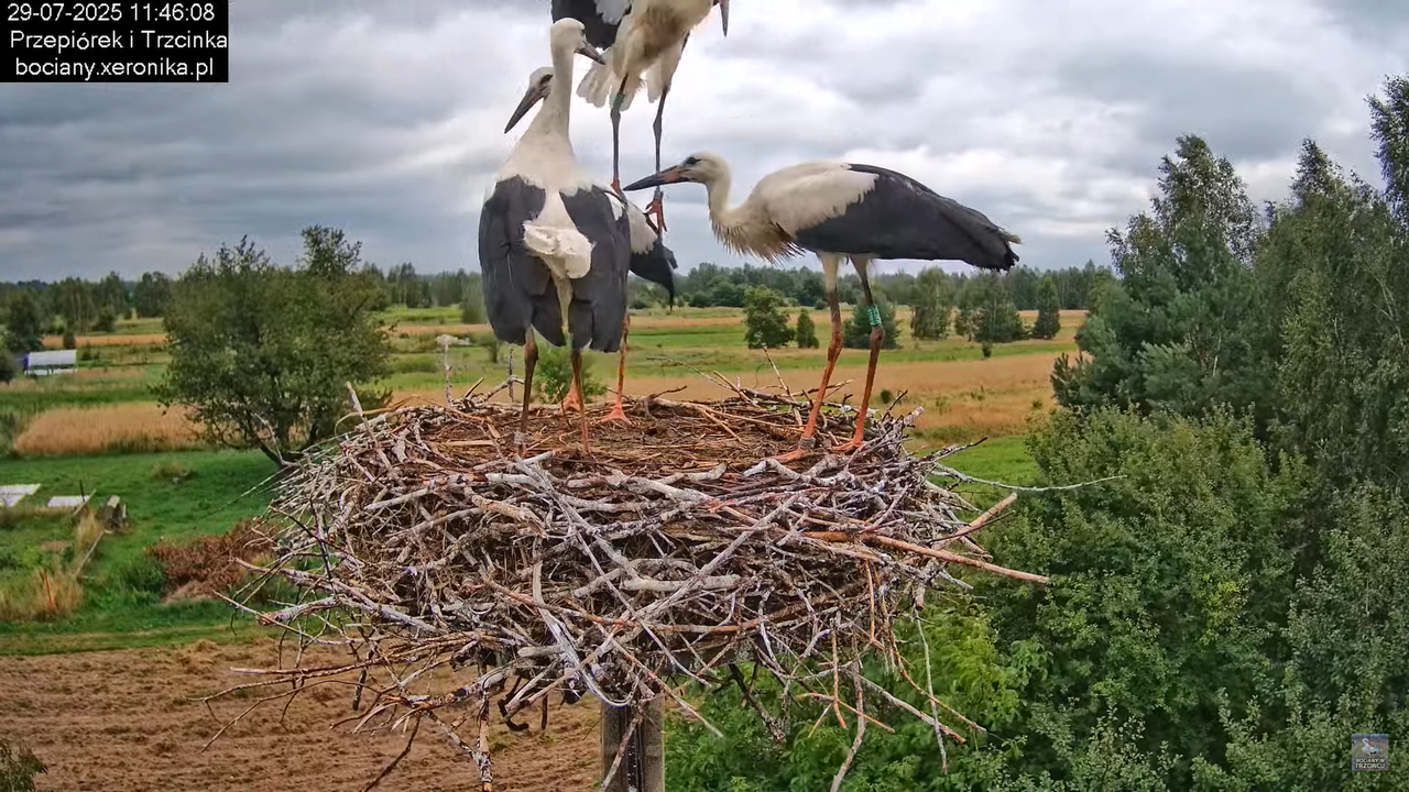 29072025bociany27