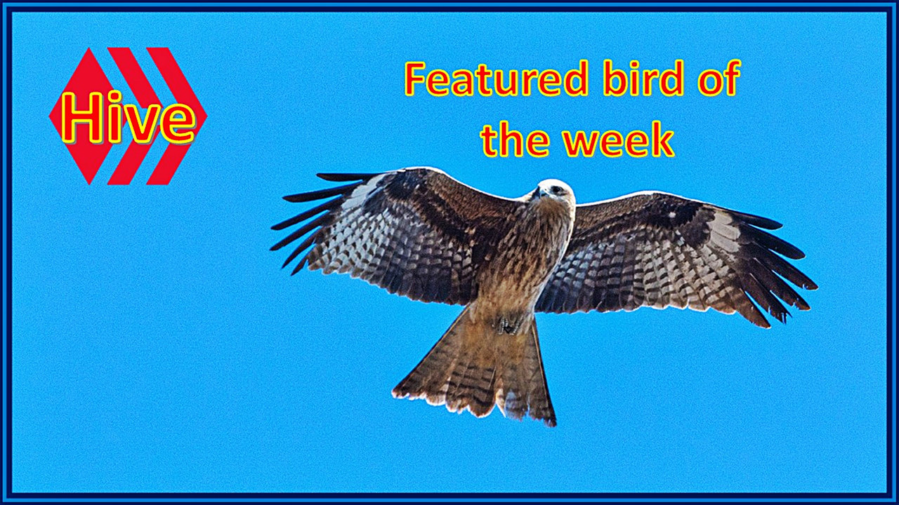 featured