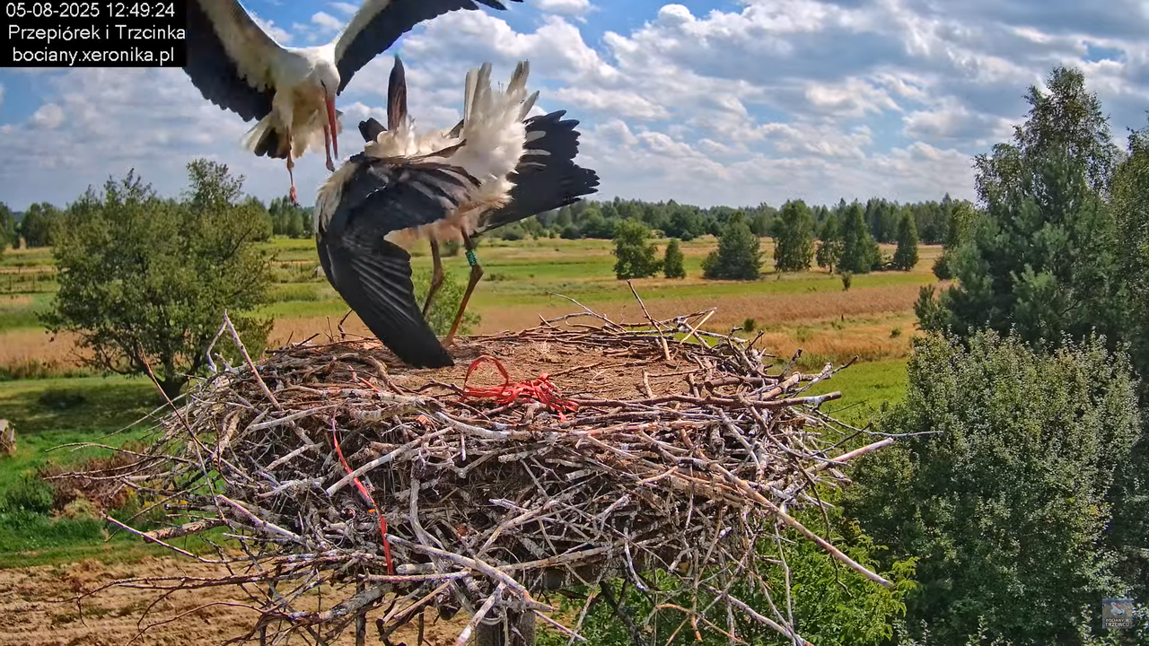 05082025bociany11
