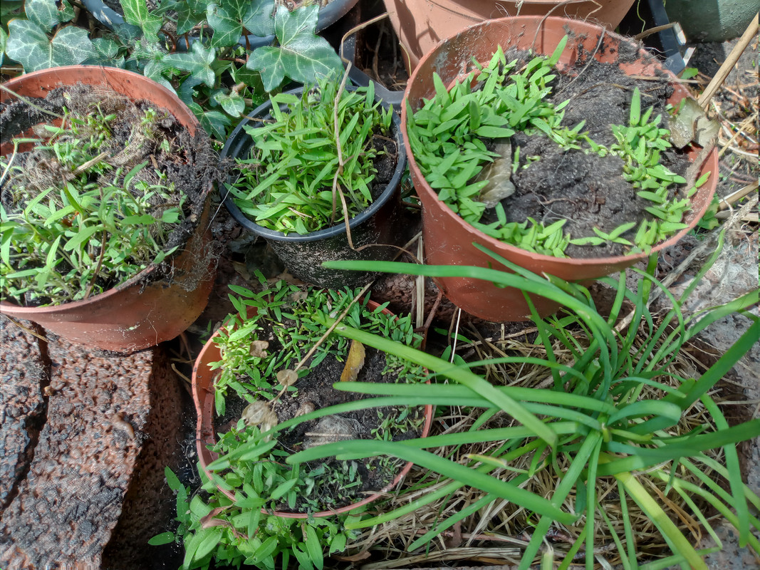 [Image: 20200703-115359.jpg]