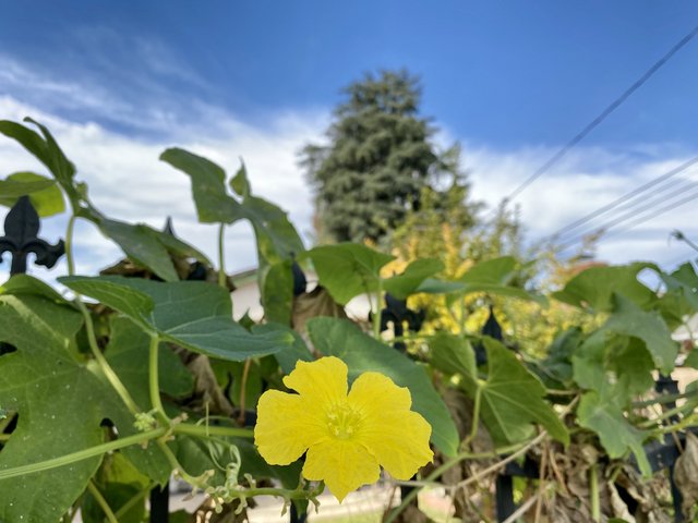 [Image: F441-ADB3-068-A-477-D-836-E-54-A39547-FEFD.jpg]