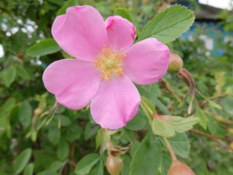 DSCF8637