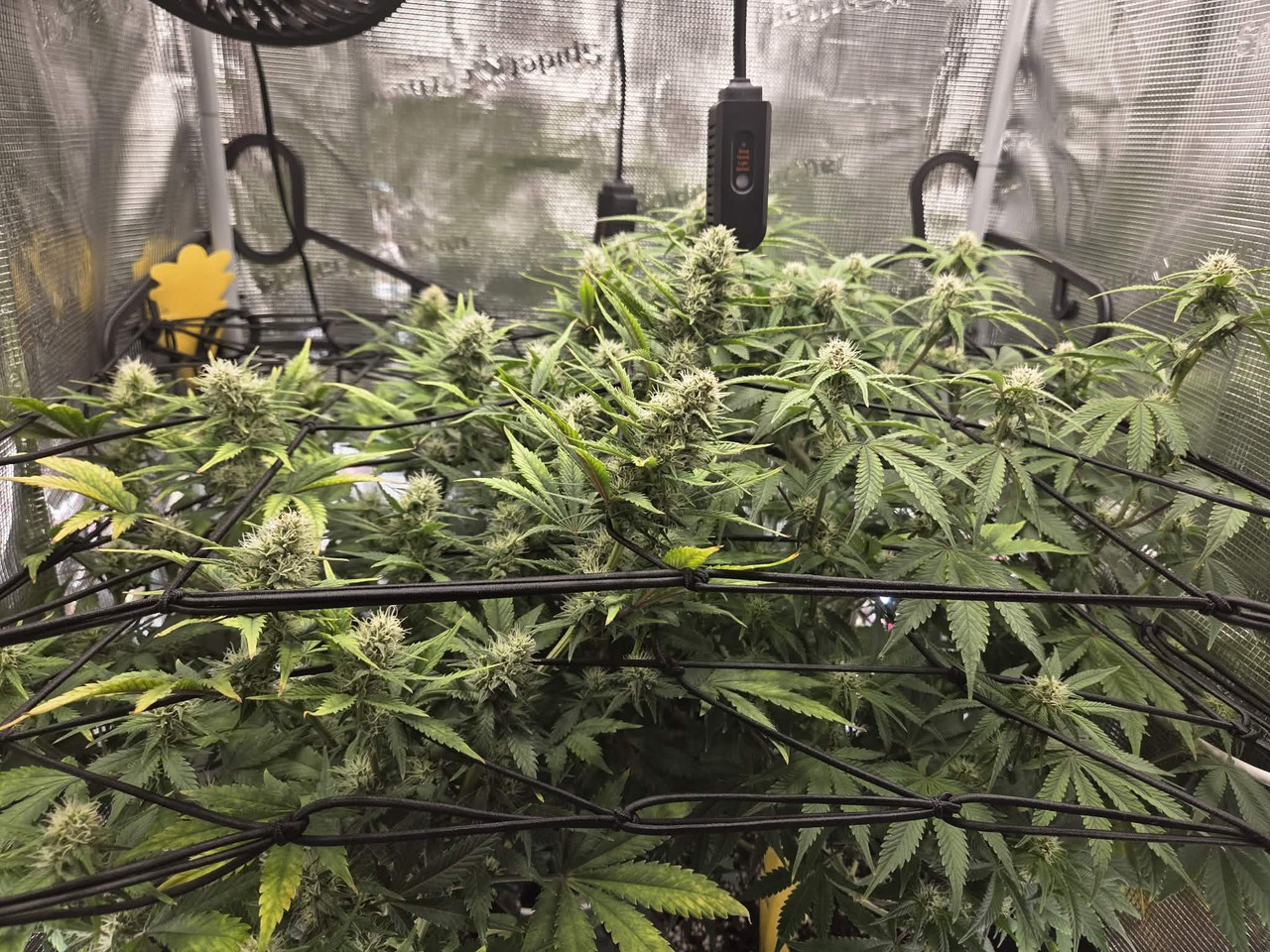 Messenger creation 6FF2DE43 CD72 4F44 96B6 E44932D6D79E