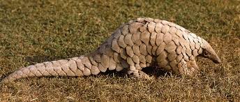 Luskoun: Nejžádanější zvíře světa / Natural World: Pangolins