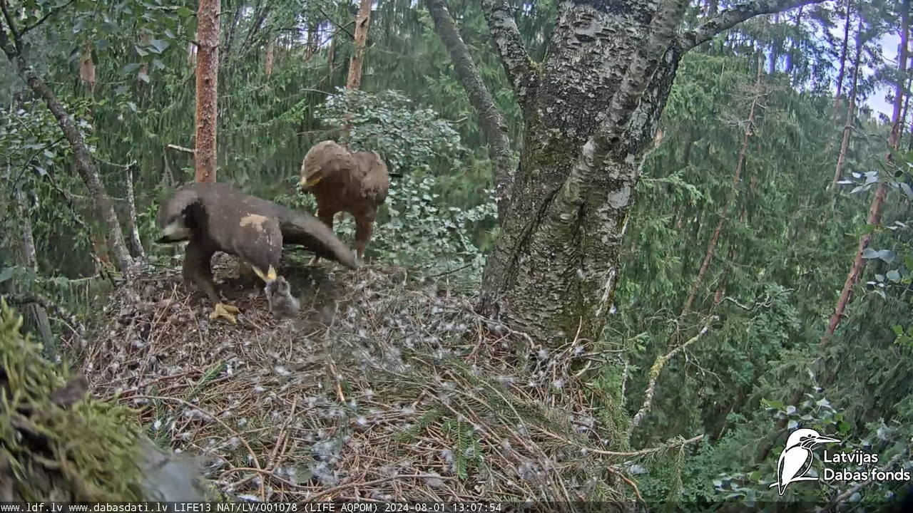 Mazais ērglis (Clanga pomarina), ligzda bērzā - LDF tiešraide 14-12-39 screenshot