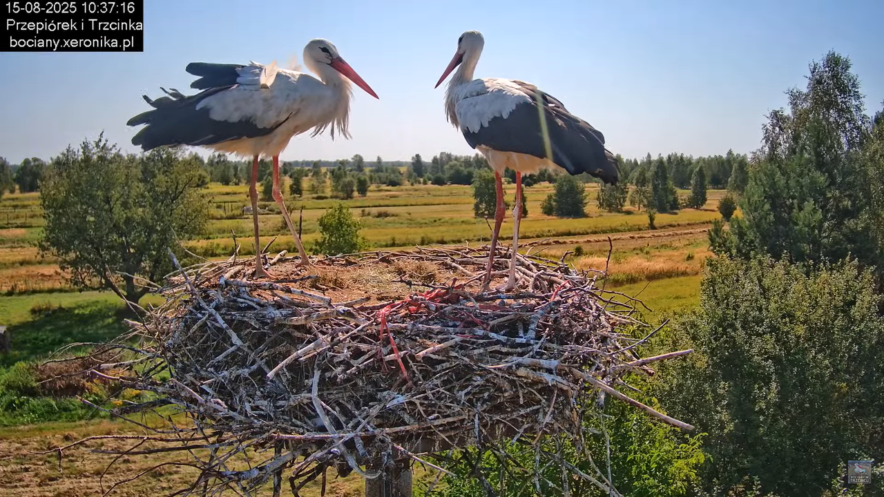 15082025bociany20
