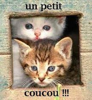 166-un-petit-coucou