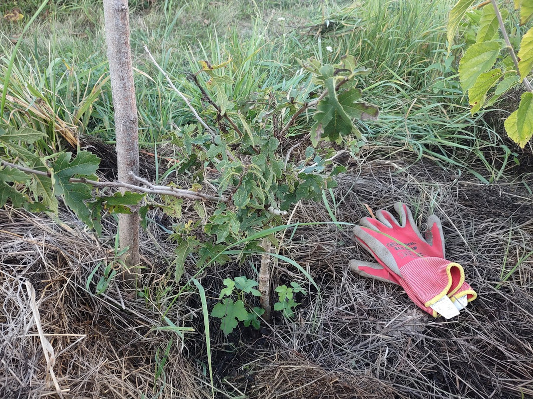 Nigra_IMG_20250914_184027871