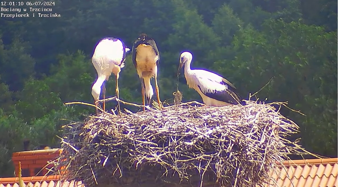 siankosieprzyczepilotemudziobu