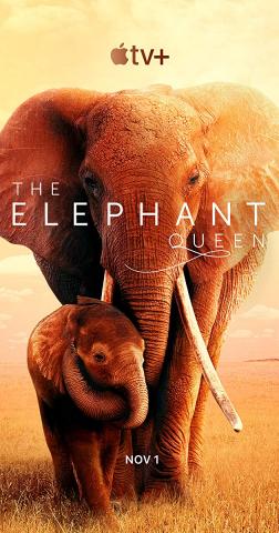 The Elephant Queen 2019