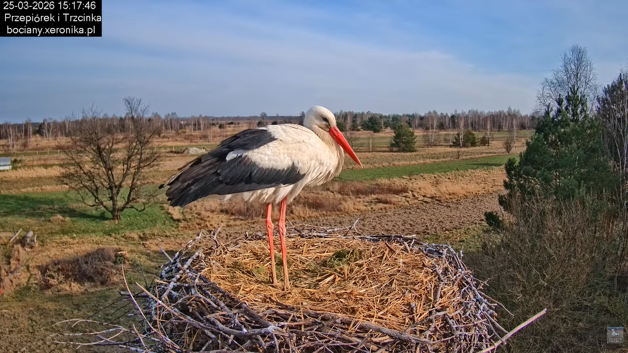 25032026bociany 24