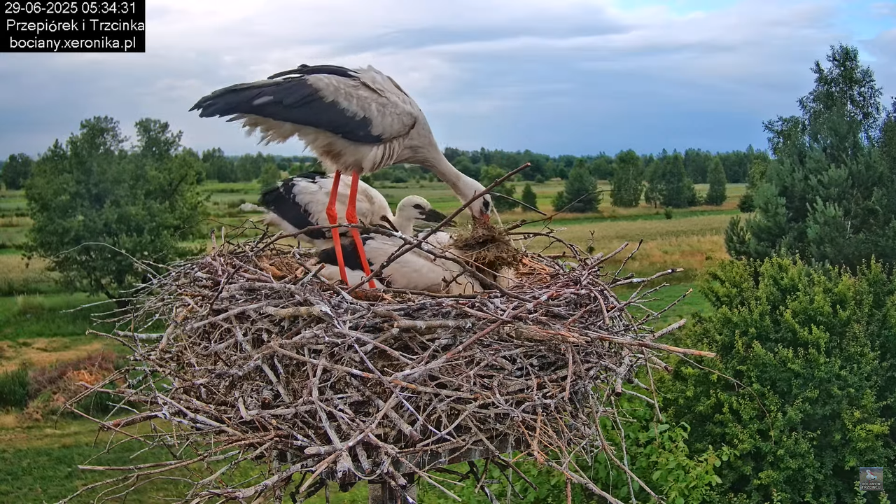 29062025bociany14