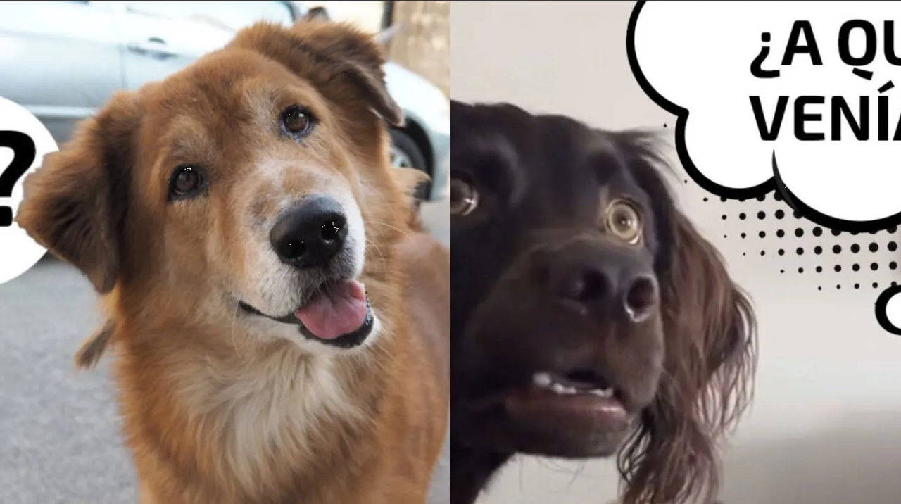 Conoce el meme del perrito confundido que ha enloquecido a internet