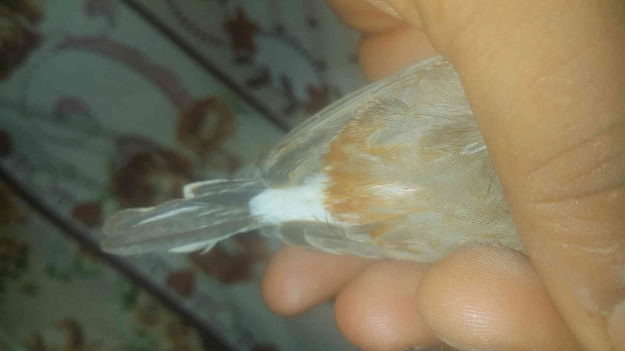 ٢?١٨?٩١٩_٢١١٣٢?