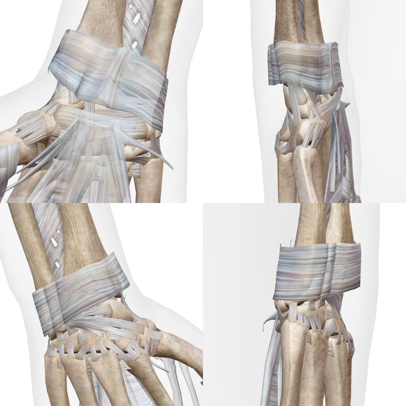 Articulations du Poignet