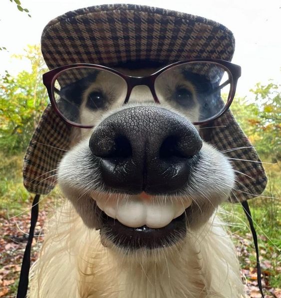dog.jpg
