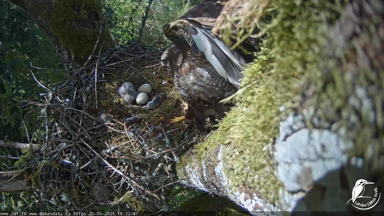 Melnās klijas (Milvus migrans) Kurzemē_ peļu klijāni (Buteo buteo) 14-11-2 screenshot