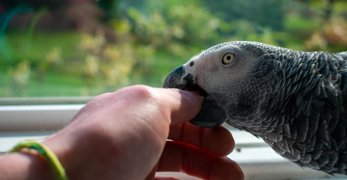 African Grey  parrot Bite