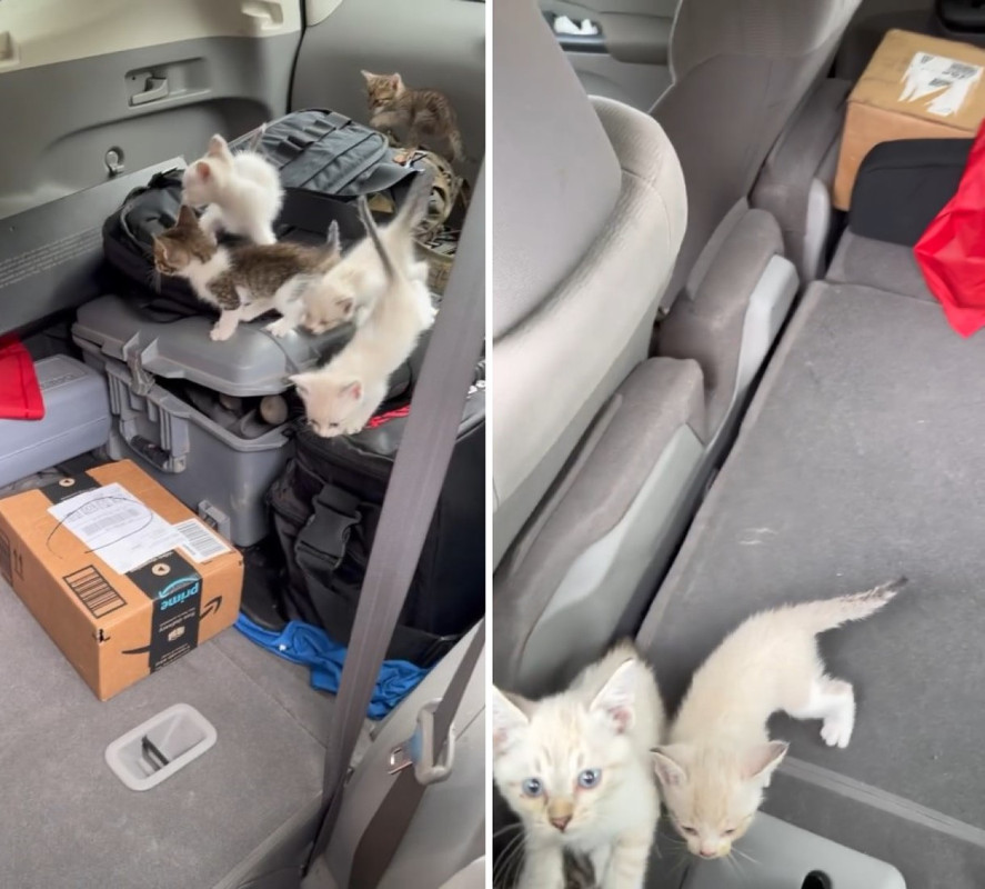 Joven termina con 13 gatos callejeros porque si adoptas a uno adoptas a todos