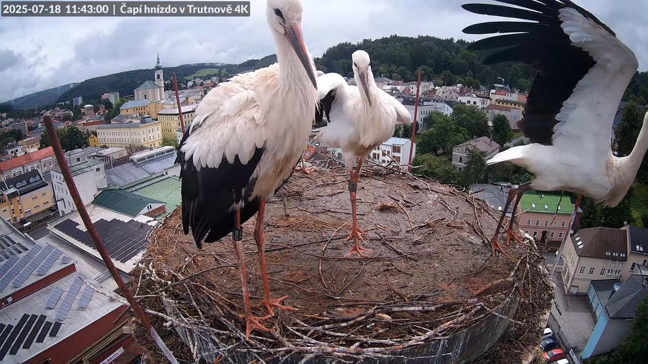 Tiešraide no stārķa ligzdas uz alus darītavas skursteņa Trutnovā 13-36-32 screenshot