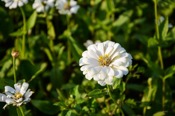 zinnia flower or zinnia elegan flower