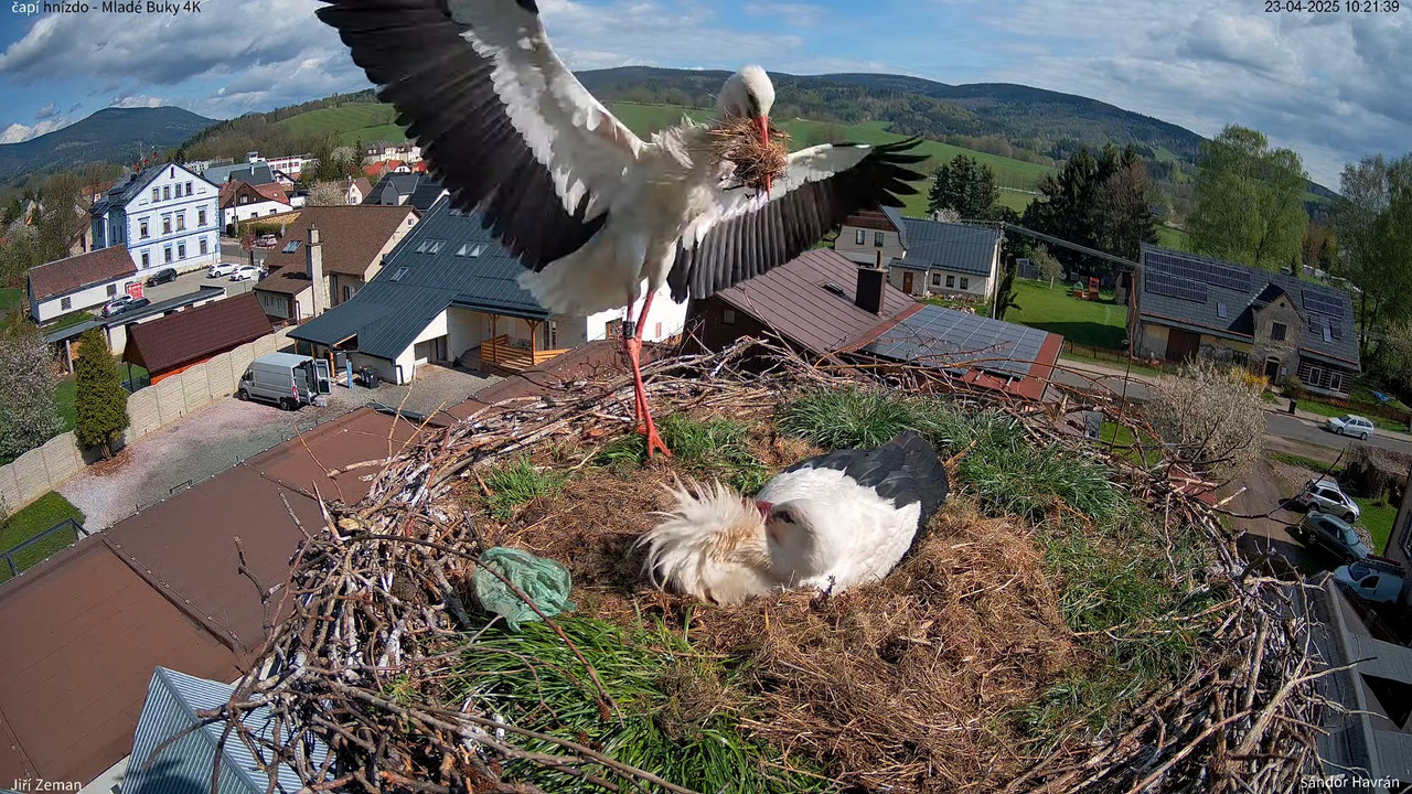Tiešraides kamera — Mladé Buky — stārķa ligzda 4K 13-53-35 screenshot