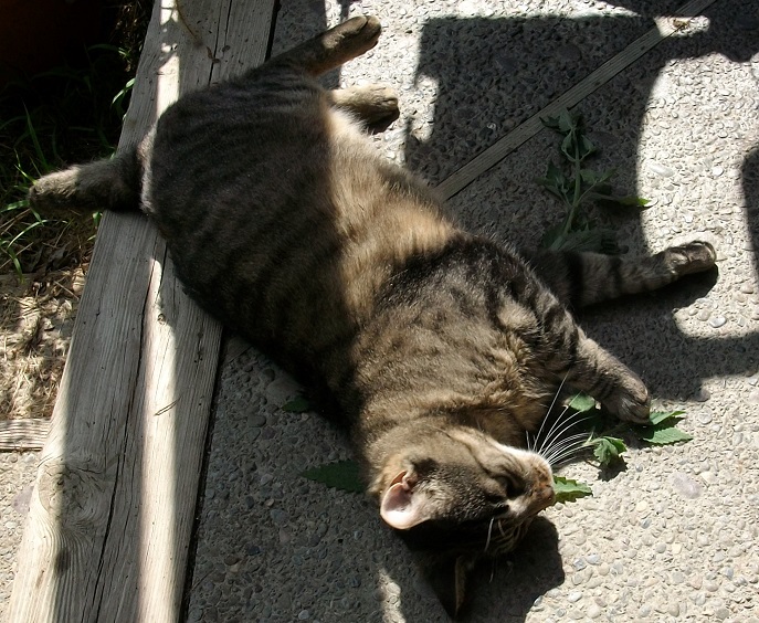 Cats-catnip-003.jpg